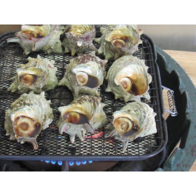 長崎壱岐市産サザエのつぼ焼き 3パック18個入り
