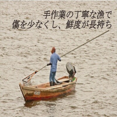 涸沼産冷凍大和しじみ(砂抜き済み)