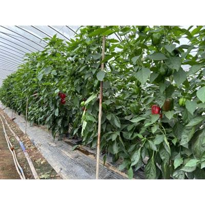 【朝採れ】旬のお野菜詰め合わせMサイズ