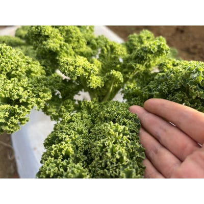 えぐみ少なく食べやすい　朝採れカーリーケール 1.2kg