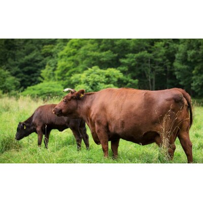 もりおか短角牛モモ肉スライス