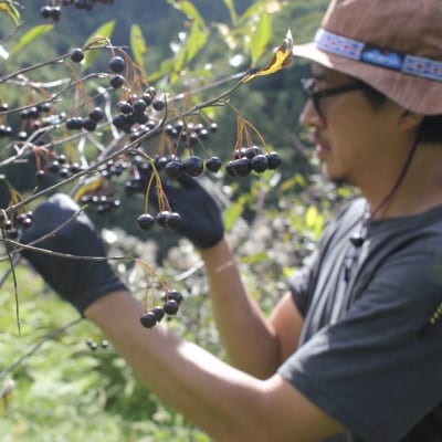 【飲むアントシアニン】アロニアまるしぼり 300ml×2本セット