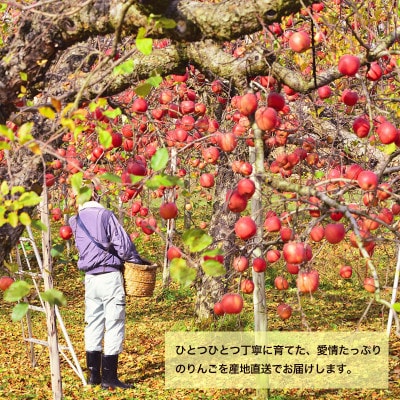 藤原農園のりんご『サンふじ』5kg