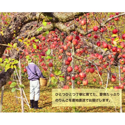 藤原農園のりんご2種の詰め合わせ『シナノゴールド・サンふじ』5kg
