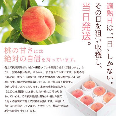 ふじむら農園の特撰白桃2kg(2025年8月中旬～2025年9月中旬頃順次発送)