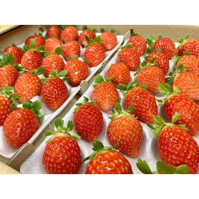 夏いちご『すずあかね』　盛岡市玉山から産地直送!　2パック