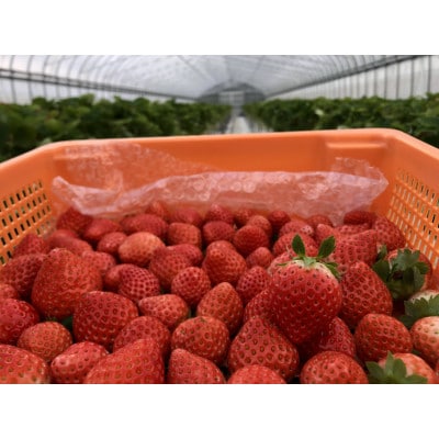 夏いちご『すずあかね』　盛岡市玉山から産地直送!　2パック