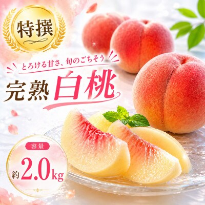 【先行予約】ふじむら農園の朝獲り完熟桃　特撰　川中島白桃　2kg