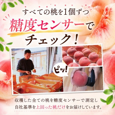 【先行予約】ふじむら農園の朝獲り完熟桃　特撰　川中島白桃　2kg
