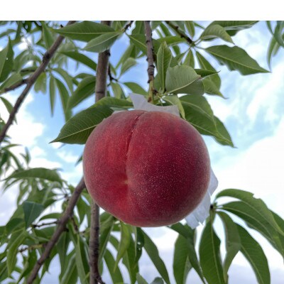 【先行予約】ふじむら農園の朝獲り完熟桃　特撰　川中島白桃　1.2kg