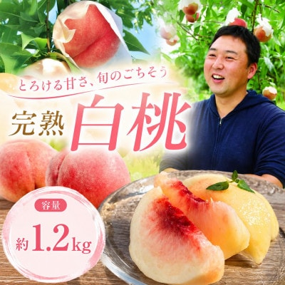 【先行予約】ふじむら農園の朝獲り完熟桃　家庭用　川中島白桃　1.2kg