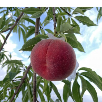 【先行予約】ふじむら農園の朝獲り完熟桃　家庭用　川中島白桃　1.2kg