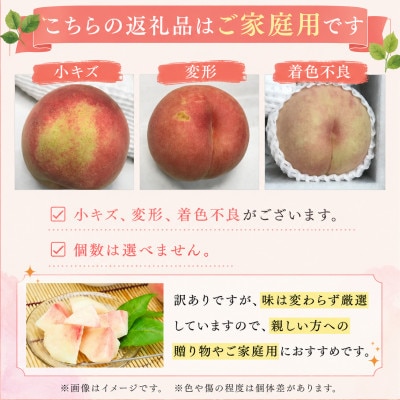 【先行予約】ふじむら農園の朝獲り完熟桃　家庭用　川中島白桃　1.2kg