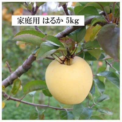 【先行予約】ふじむら農園のまいにちりんご　はるか(家庭用)　5kg