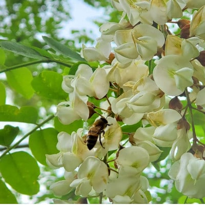 非加熱はちみつ　盛岡産あかしあ600g瓶