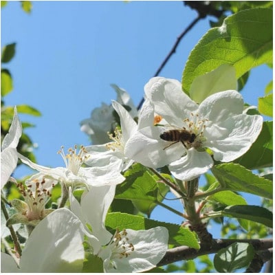 非加熱はちみつ　盛岡産りんご600g瓶