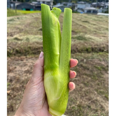 【大阪千早赤坂村産】まこもだけ約3Kg　秋の味覚(旬)を直送します。
