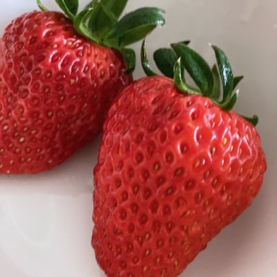 【大阪千早赤阪村】特産品「ちはや姫」が返礼品として登場!一度食べたらリピート率が高いいちご8個入り