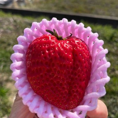 【大阪千早赤阪村】特産品「ちはや姫」が返礼品として登場!一度食べたらリピート率が高いいちご8個入り
