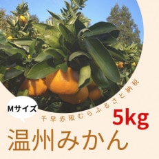 【大阪千早赤阪村】昔ながらの製法で丁寧に育てた「村の温州みかん」Mサイズ_5kg