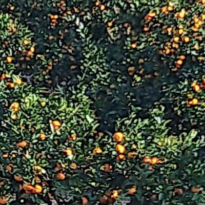 【大阪千早赤阪村】昔ながらの製法で丁寧に育てた「村の温州みかん」Mサイズ_5kg
