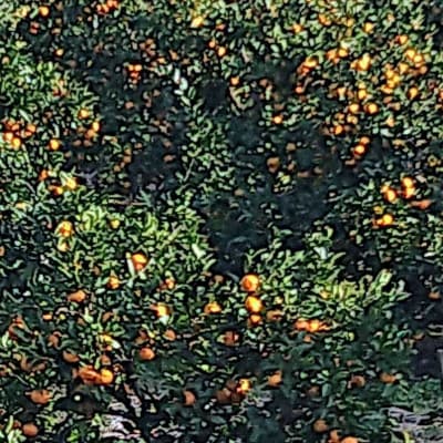 【大阪千早赤阪村】昔ながらの製法で丁寧に育てた「村の温州みかん」Mサイズ_10kg