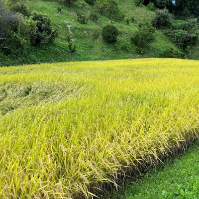 日本の棚田百選に選ばれた「下赤阪の棚田」で作った棚田米　精米150gx4袋