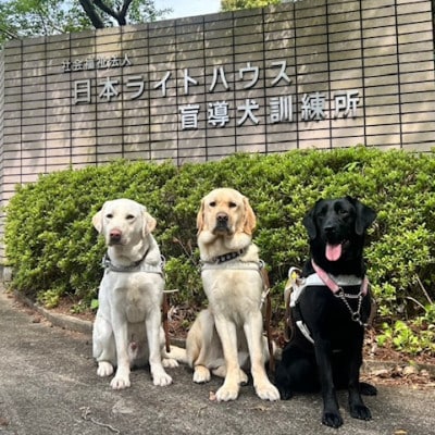 【返礼品なし】盲導犬育成へのご寄付　　　～皆様の支援が社会をつなぐ～　1万円