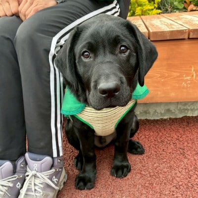 【返礼品なし】盲導犬育成へのご寄付　　　～皆様の支援が社会をつなぐ～　1万円