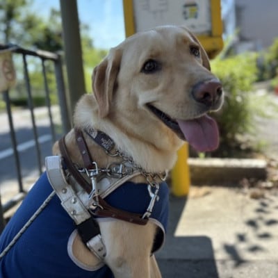 【返礼品なし】盲導犬育成へのご寄付　　　～皆様の支援が社会をつなぐ～　3万円