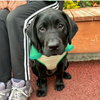 【返礼品なし】盲導犬育成へのご寄付　　　～皆様の支援が社会をつなぐ～　3万円