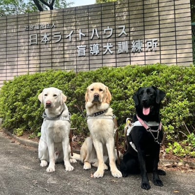【返礼品なし】盲導犬育成へのご寄付　　　～皆様の支援が社会をつなぐ～　5万円