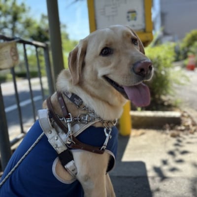 【返礼品なし】盲導犬育成へのご寄付　　　～皆様の支援が社会をつなぐ～　5万円