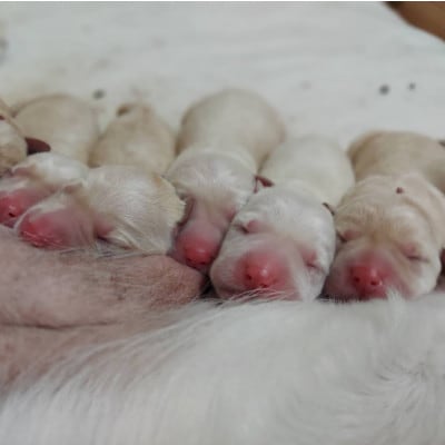 【返礼品なし】盲導犬育成へのご寄付　　　～皆様の支援が社会をつなぐ～　5万円