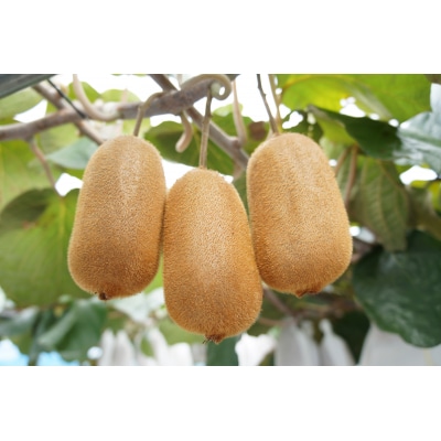 【締切間近!】善通寺市産キウイ「香緑」