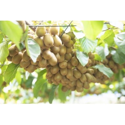 善通寺市産「キウイのたまご」24玉　約1.1kg