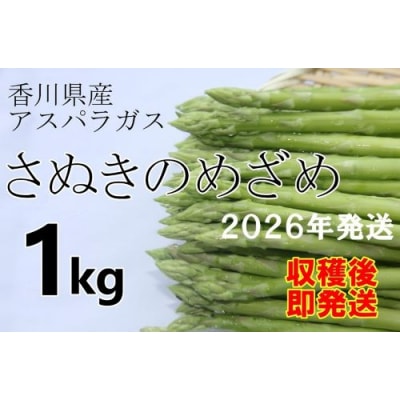 2026年産　善通寺市産アスパラ「さぬきのめざめ」1kg