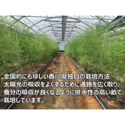 2026年産　善通寺市産アスパラ「さぬきのめざめ」1kg