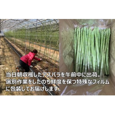 2026年産　善通寺市産アスパラ「さぬきのめざめ」1kg