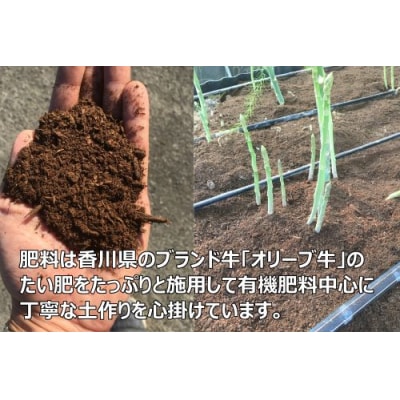 <先行受付>2026年産　善通寺市産アスパラ「さぬきのめざめ」1kg