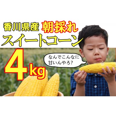 〈先行受付!〉2026年産 善通寺市産スイートコーン 4kg　