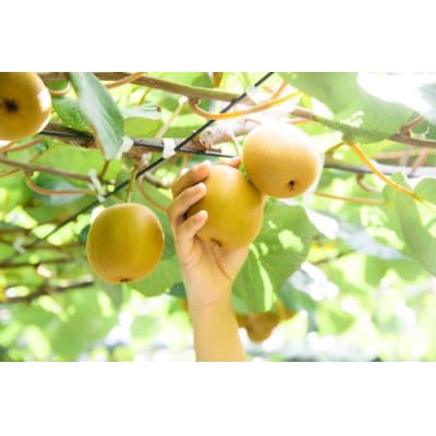 善通寺市産キウイ　「さぬきゴールド」