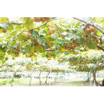 善通寺市産キウイ　「さぬきゴールド」