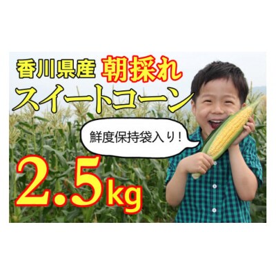 〈先行受付!〉2025年産 善通寺市産 スイートコーン 2.5kg(鮮度保持袋入り)