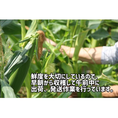 〈先行受付!〉2025年産 善通寺市産 スイートコーン 2.5kg(鮮度保持袋入り)