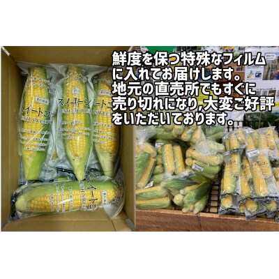 〈先行受付!〉2025年産 善通寺市産 スイートコーン 2.5kg(鮮度保持袋入り)