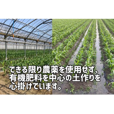 〈先行受付!〉2025年産 善通寺市産 スイートコーン 2.5kg(鮮度保持袋入り)