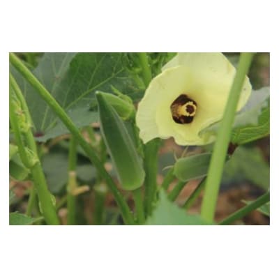 <先行受付>　【2026年産】善通寺市産オクラ 1kg　【6月頃から発送開始予定】