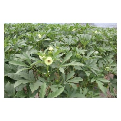 <先行受付>　【2026年産】善通寺市産オクラ 1kg　【6月頃から発送開始予定】