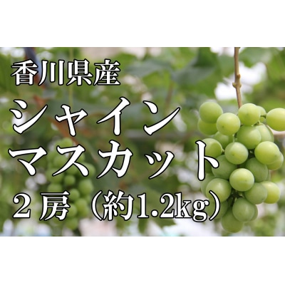 〈先行受付〉2025年産　香川県産シャインマスカット2房【2025年8月中旬以降発送予定!】